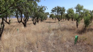 Bosquete de almendros en Loma Gorda